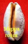 Mappa rosea, Gray 1824 ex alga, Perry 1811